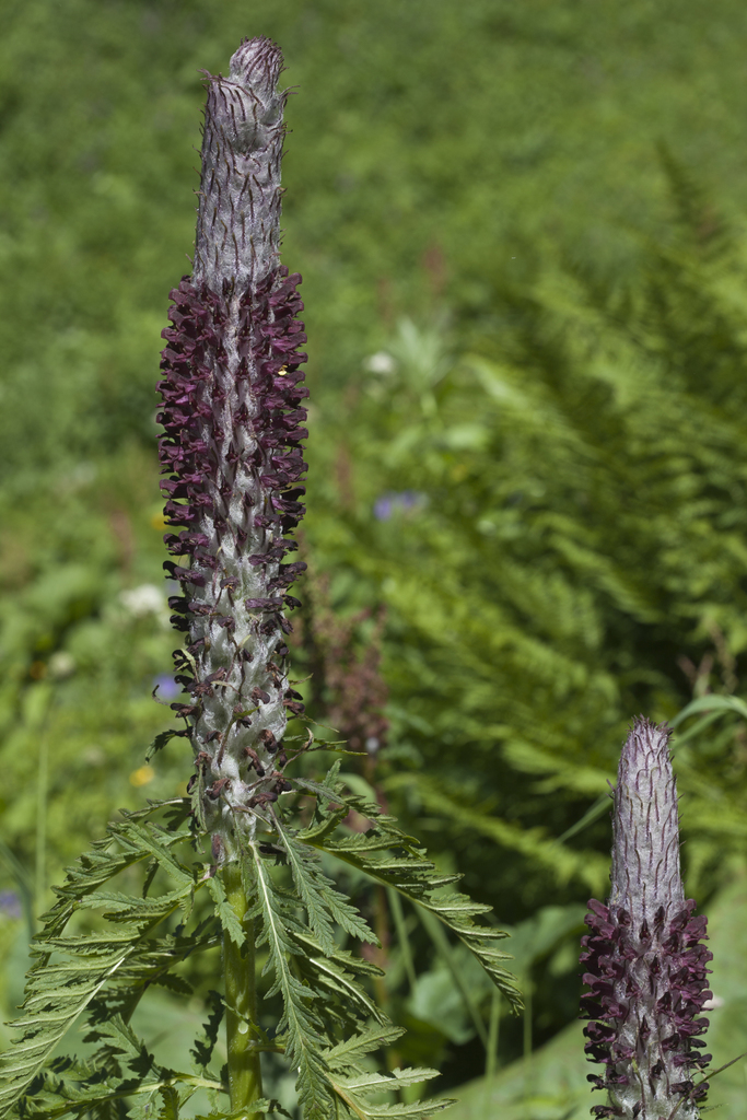 Pedicularis atropurpurea