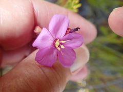 Drosera esterhuyseniae