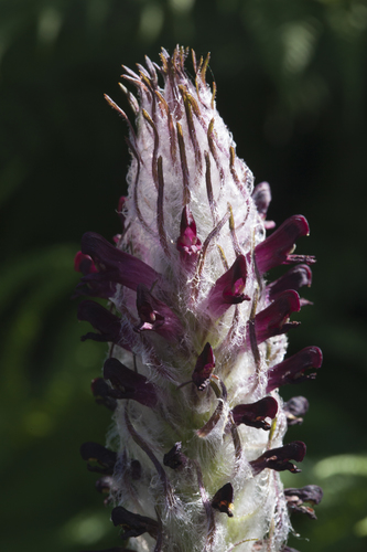 Pedicularis atropurpurea