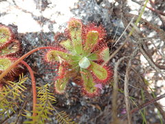 Drosera esterhuyseniae