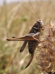Montana stricta
