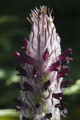 Pedicularis atropurpurea