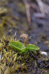 Pterostylis venosa
