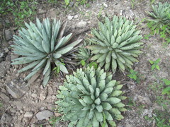 Agave macroacantha
