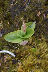 Pterostylis venosa