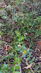 Carissa bispinosa