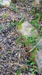 Carissa bispinosa