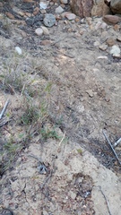 Urochloa serrata