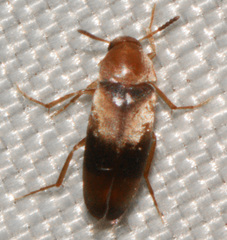Anaspis rufa