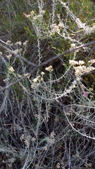 Helichrysum plebeium