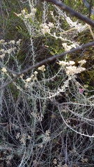 Helichrysum plebeium