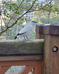 Leucopsar rothschildi