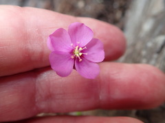 Drosera slackii
