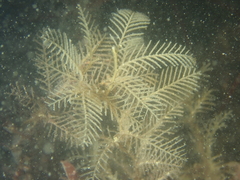 Hydrallmania falcata