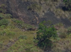 Nilgiritragus hylocrius