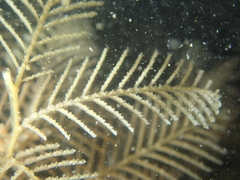 Hydrallmania falcata