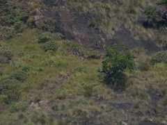 Nilgiritragus hylocrius