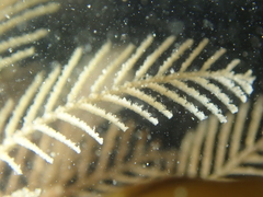 Hydrallmania falcata