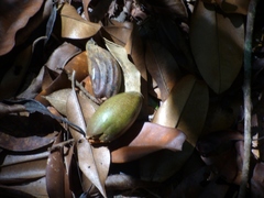 Palaquium ellipticum