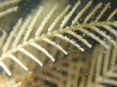 Hydrallmania falcata