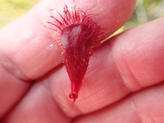 Drosera slackii