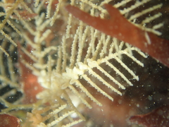 Hydrallmania falcata