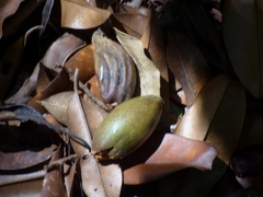 Palaquium ellipticum