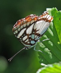 Ariconias glaphyra