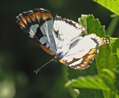 Ariconias glaphyra