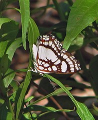 Ariconias glaphyra