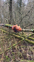 Phaeotremella foliacea