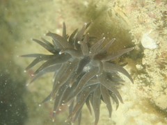 Anemonia viridis