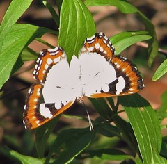 Ariconias glaphyra