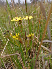 Sisyrinchium conzattii
