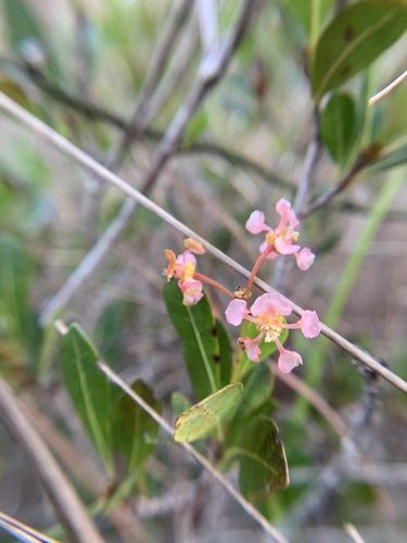 Long Key locustberry (Byrsonima lucida)