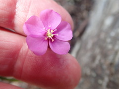 Drosera slackii