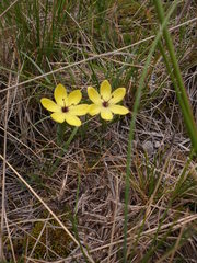 Sisyrinchium conzattii