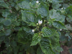 Solanum chenopodioides