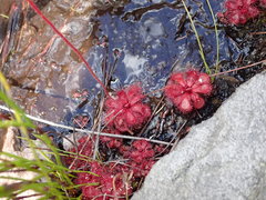 Drosera slackii