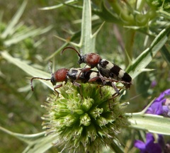 Chlorophorus trifasciatus