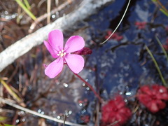 Drosera slackii