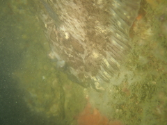 Zeugopterus punctatus