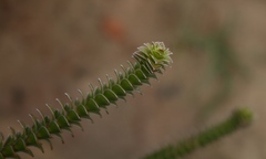 Struthiola argentea