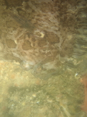 Zeugopterus punctatus