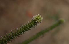 Struthiola argentea