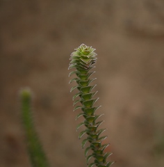 Struthiola argentea