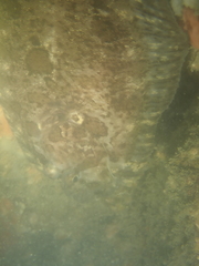 Zeugopterus punctatus