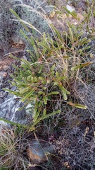 Struthiola argentea