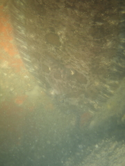 Zeugopterus punctatus