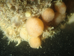 Morchellium argus